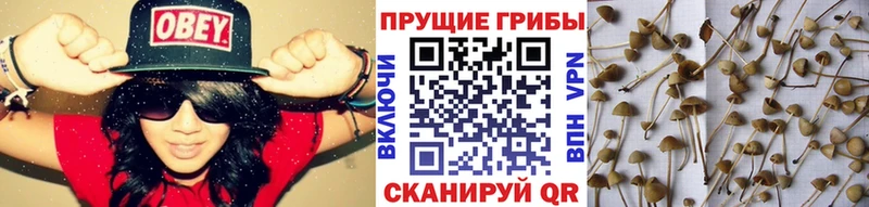 Купить где  Коммунар  Псилоцибиновые грибы мухоморы 